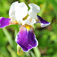 Ирис бородатый Биг Бразер